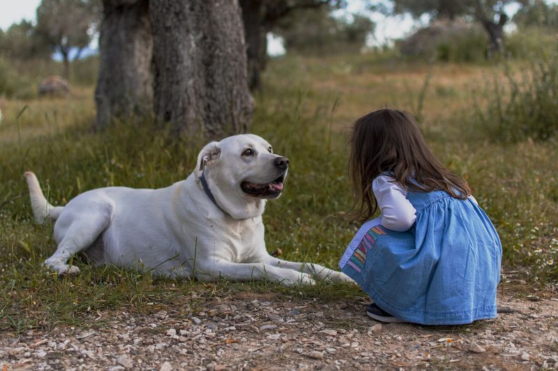 Labrador Retriever