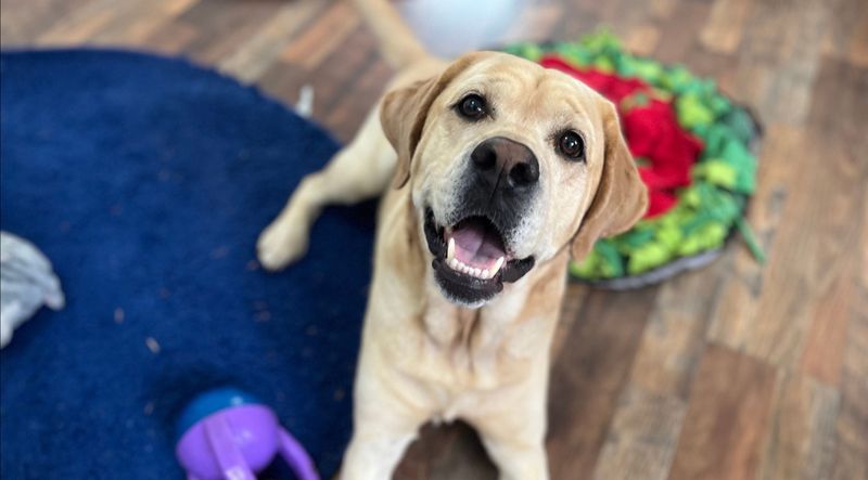 Labrador Retriever