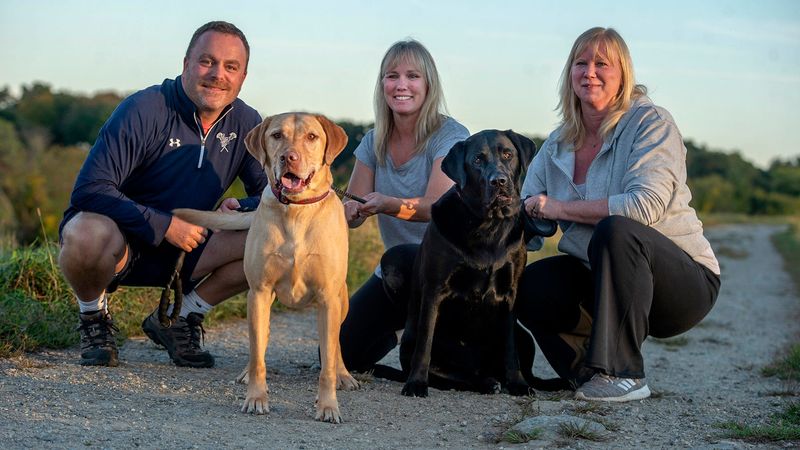 Labrador Retriever