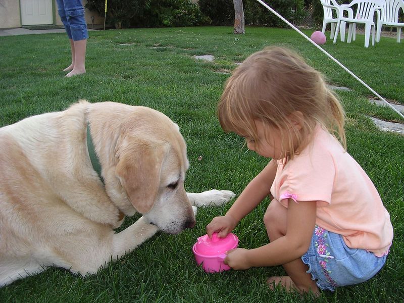 Labrador Retriever