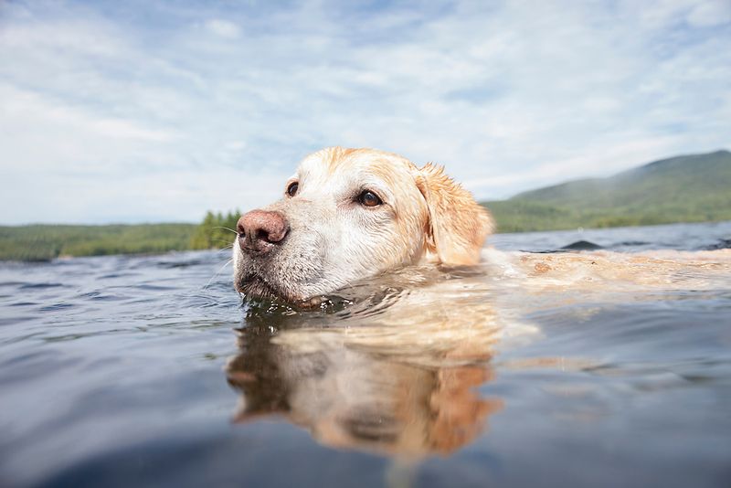 Labrador Retriever