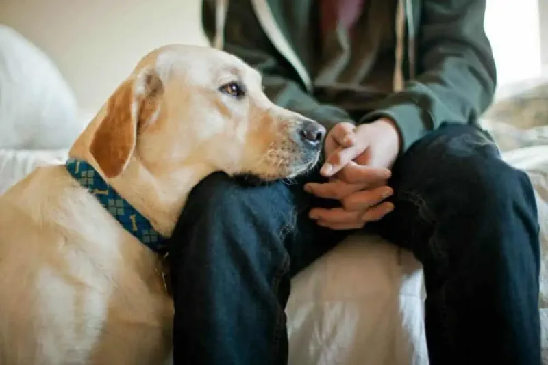 Labrador Retriever