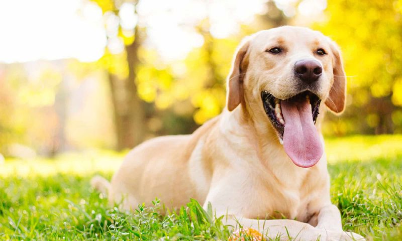 Labrador Retriever