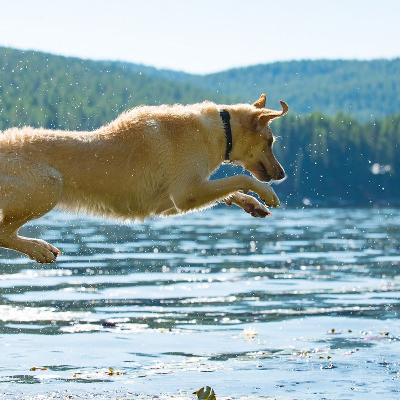 Labrador Retriever