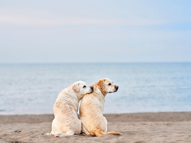 Labrador Retriever