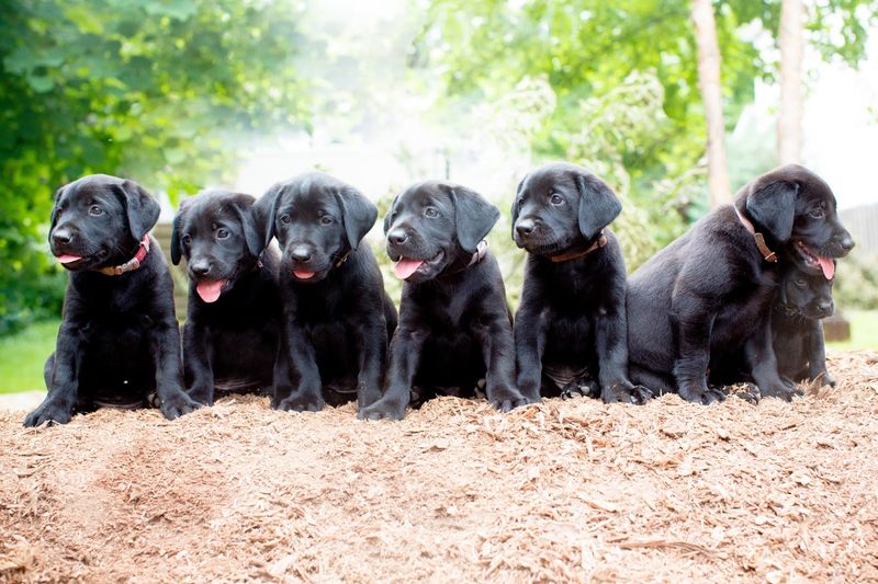 Labrador Retriever