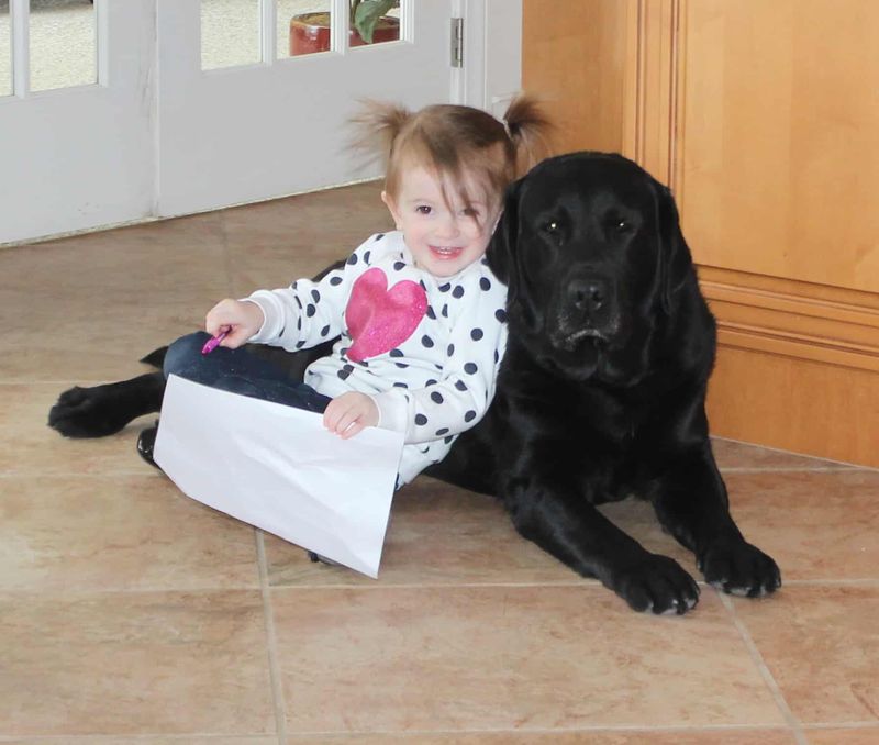 Labrador Retriever