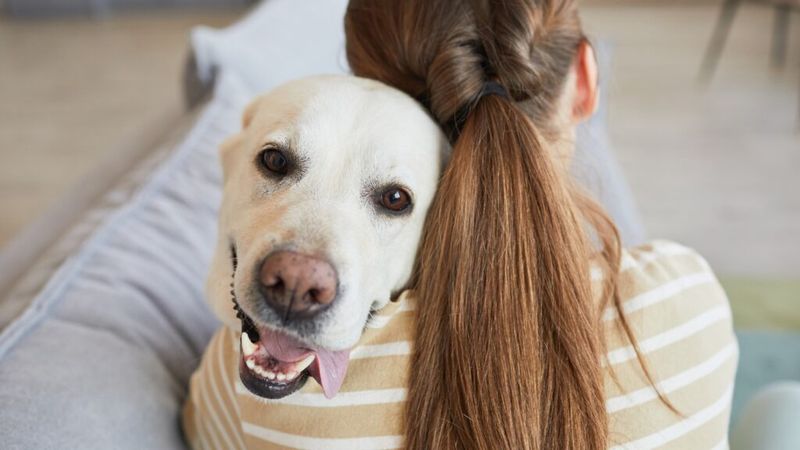 Labrador Retriever