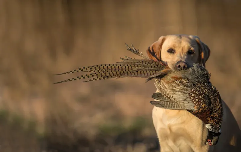 Labrador Retriever