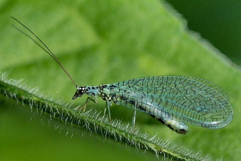 Lacewings