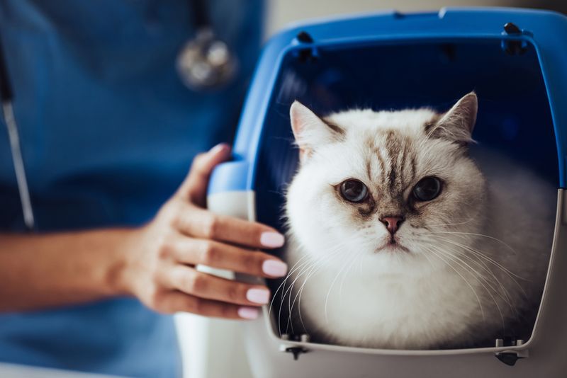 Lack of Veterinary Care
