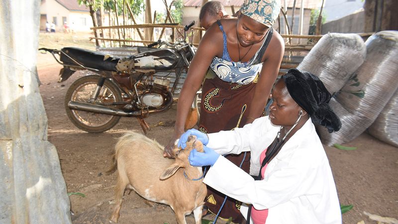 Lack of Veterinary Care