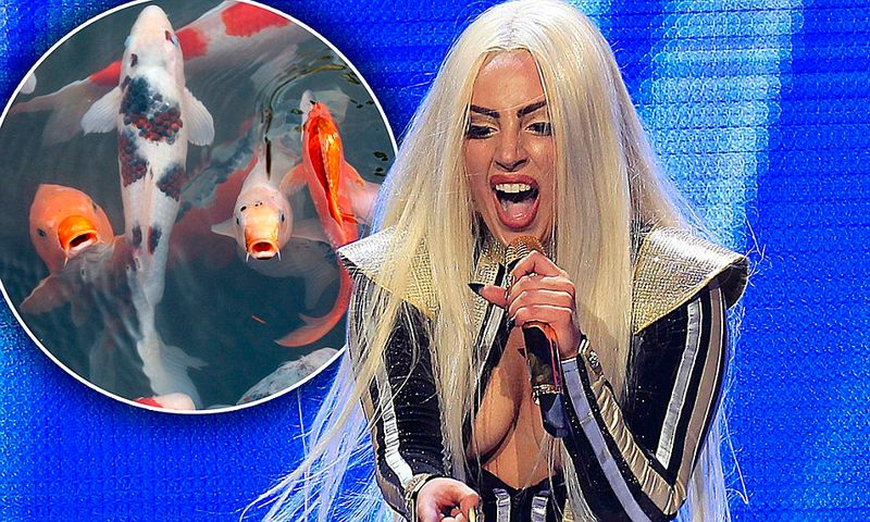 Lady Gaga