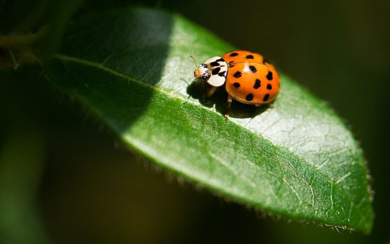 Ladybug