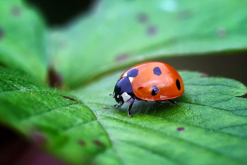 Ladybugs