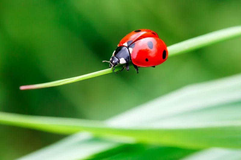 Ladybugs