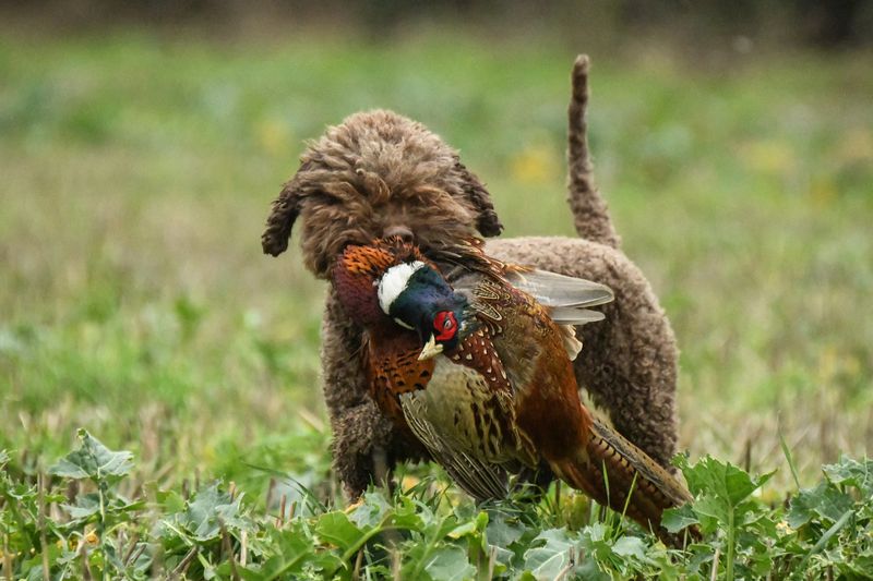 Lagotto Romagnolo