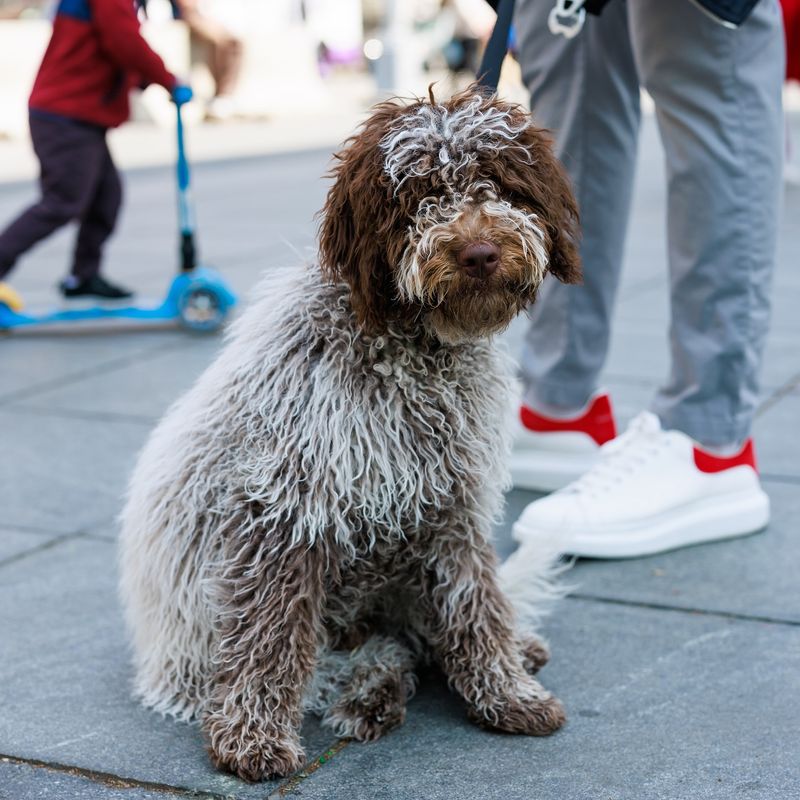 Lagotto Romagnolo