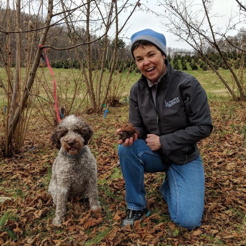 Lagotto Romagnolo