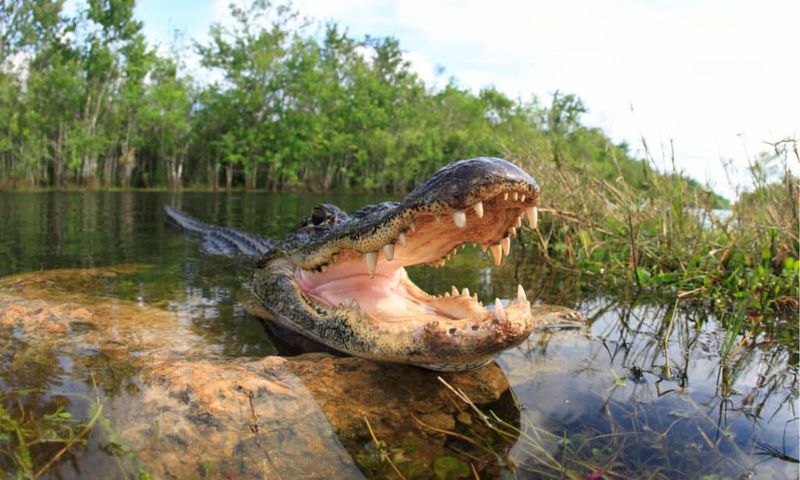 Lake Jesup, Florida