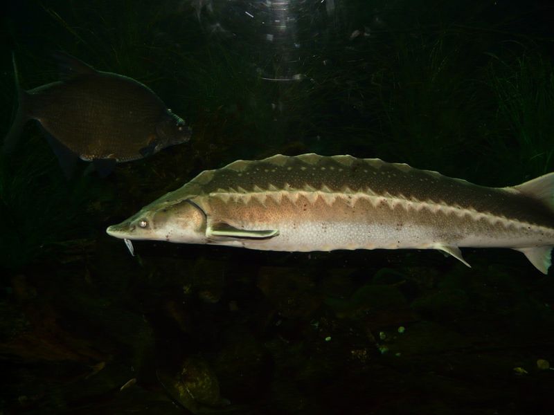 Lake Sturgeon