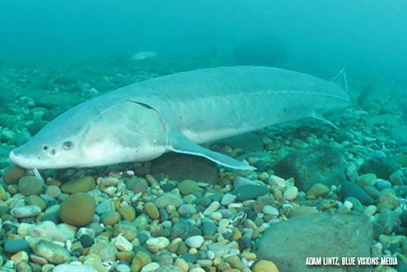 Lake Sturgeon