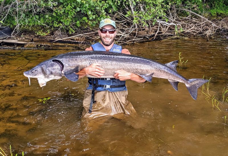 Lake Sturgeon