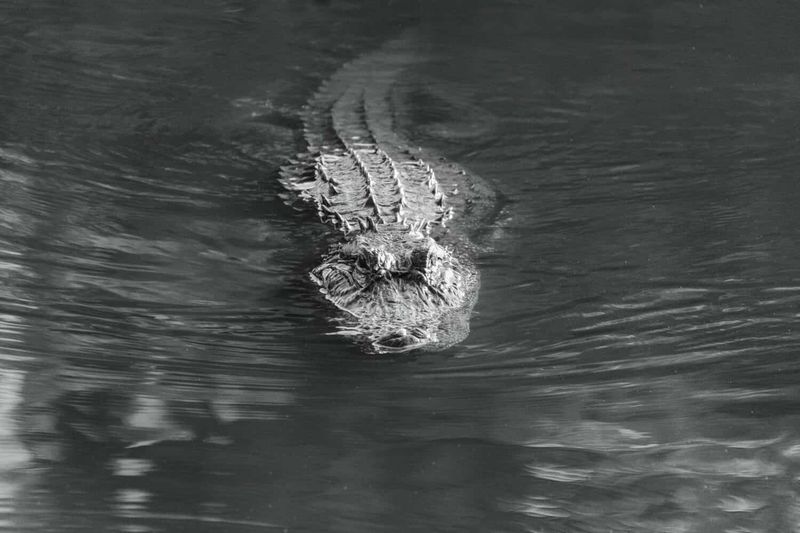 Lake Tarpon, Florida