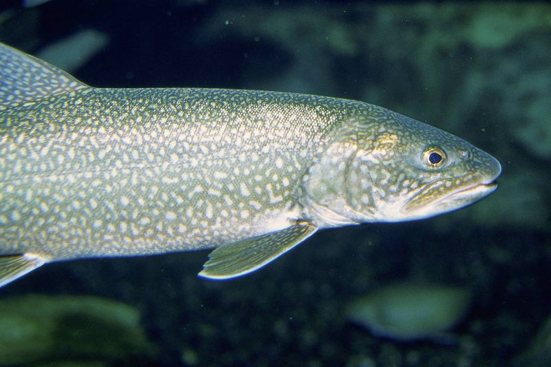 Lake Trout