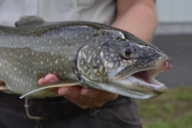 Lake Trout