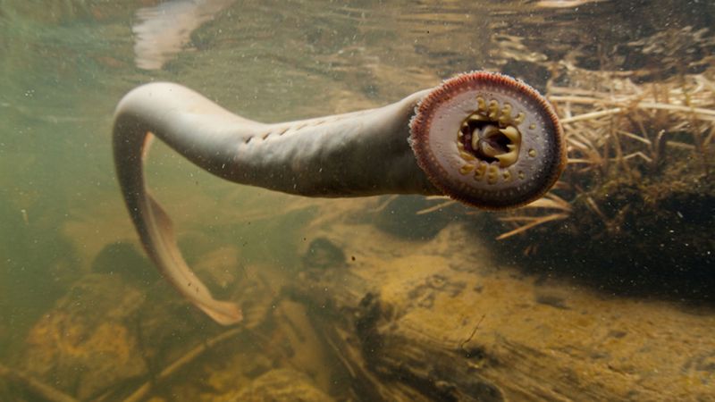 Lamprey