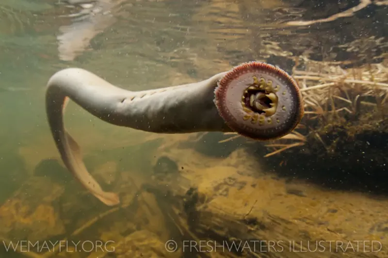 Lamprey
