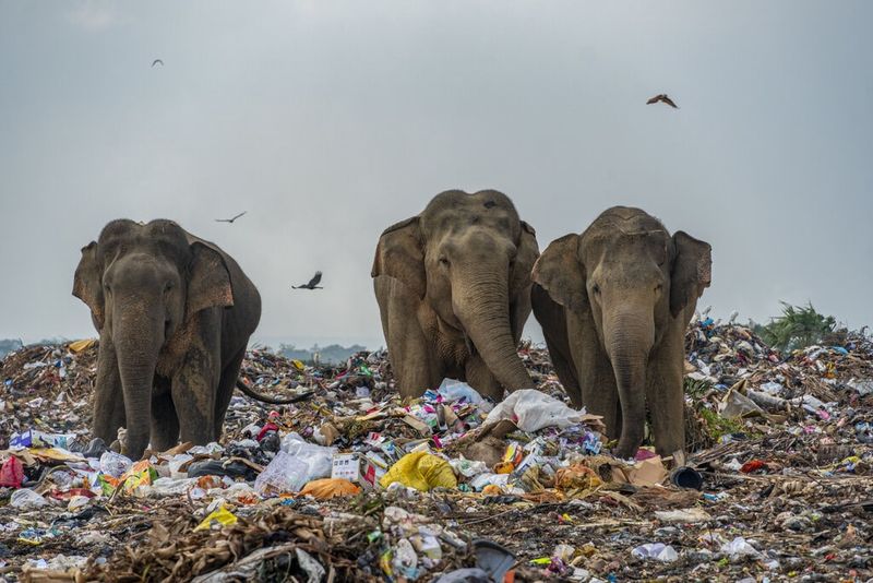 Land Animals and Plastic Interaction