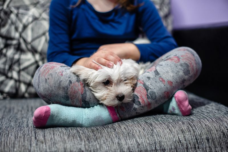 Lap Loving Lounger