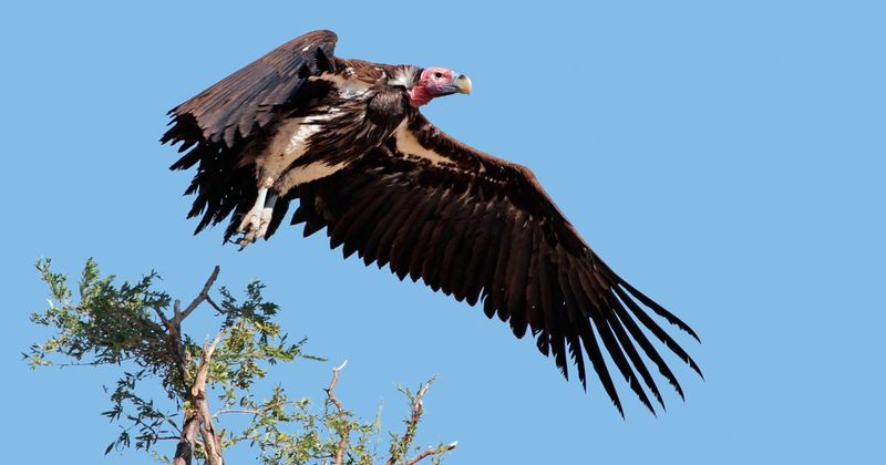 Lappet-faced Vulture