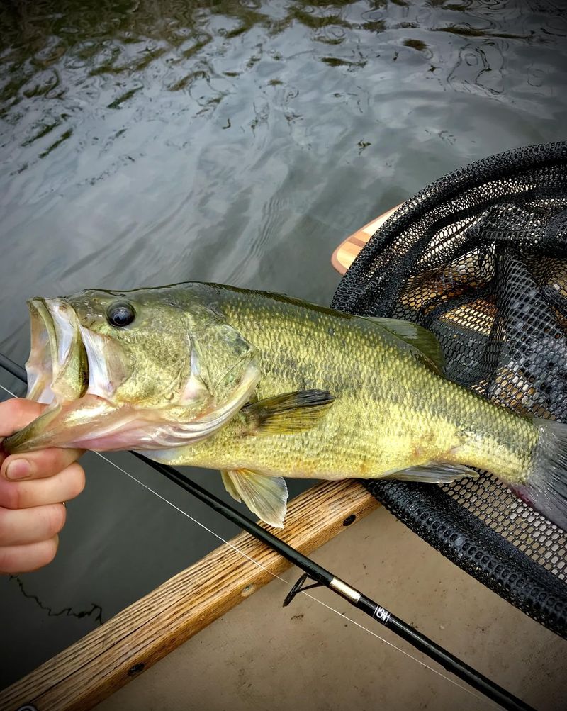 Largemouth Bass