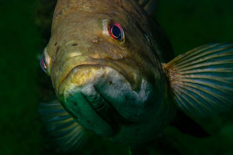 Largemouth Bass's Night Vision