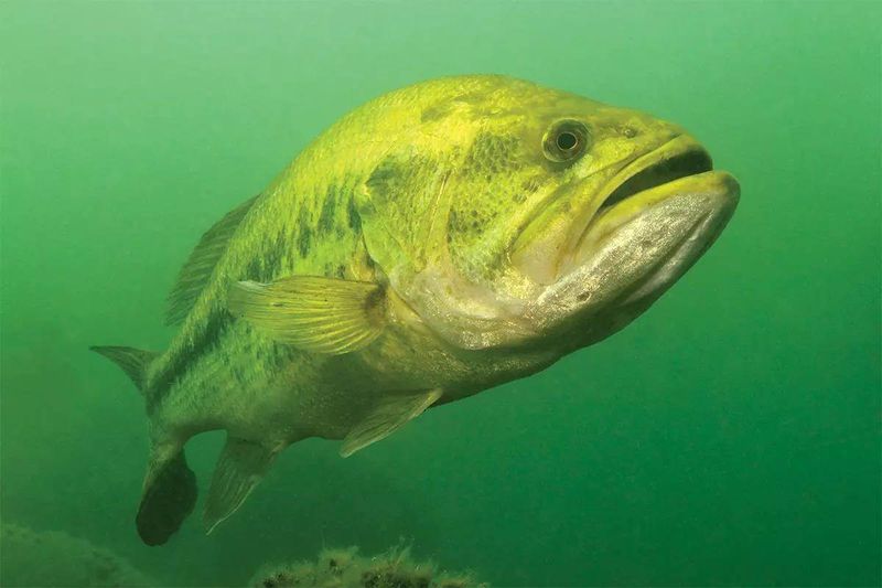 Largemouth Bass