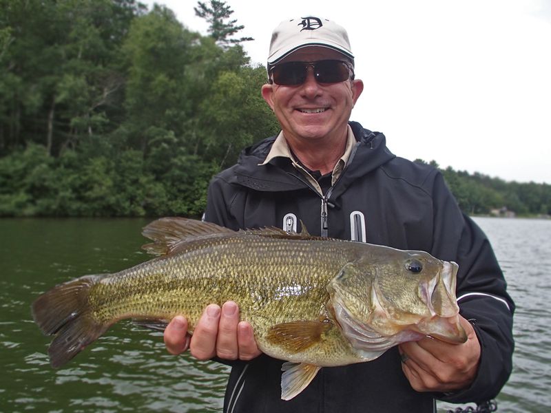 Largemouth Bass