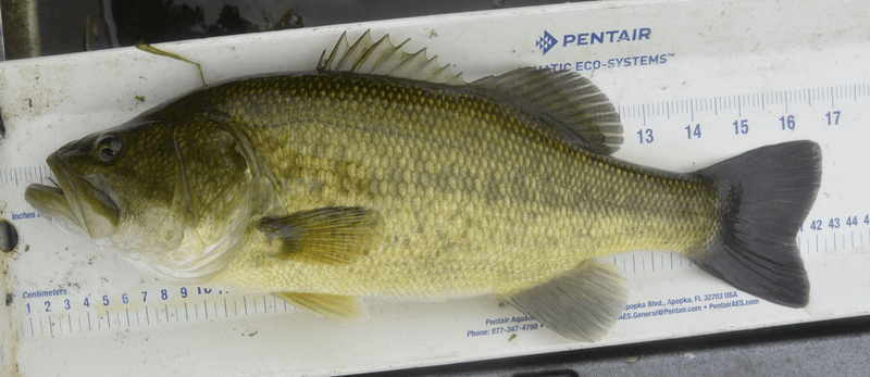 Largemouth Bass