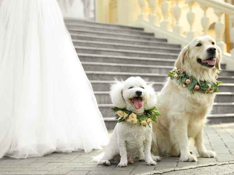 Largest Dog Wedding Ceremony