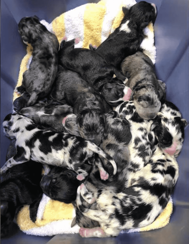 Largest Litter Ever Born