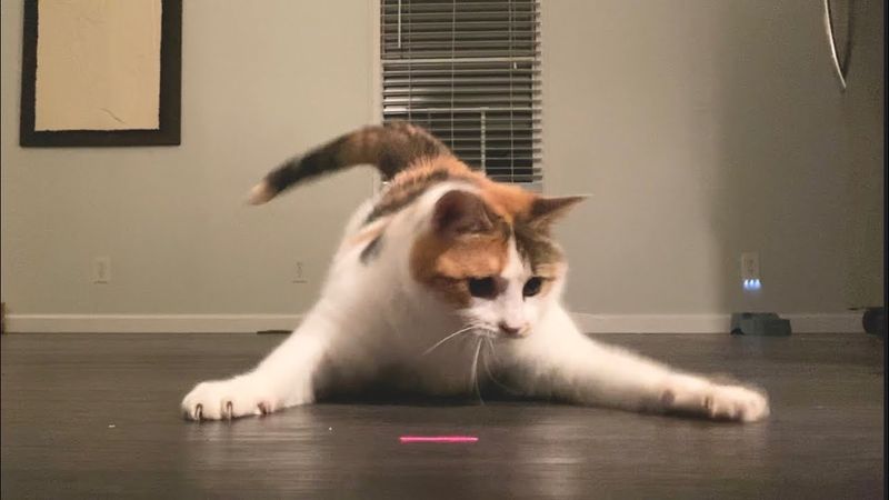 Laser Dot Chase