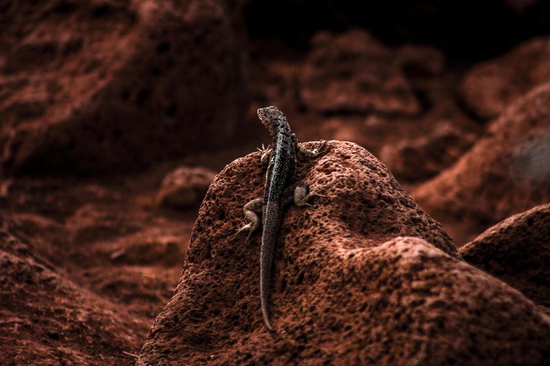 Lava Lizards