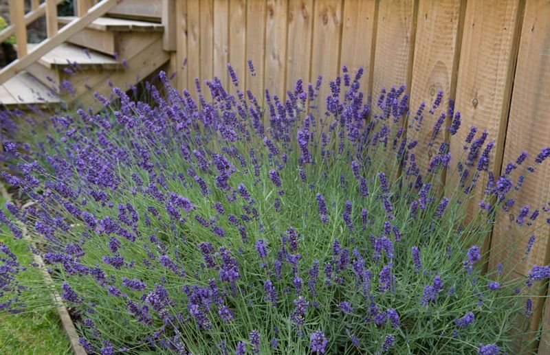 Lavender Planting