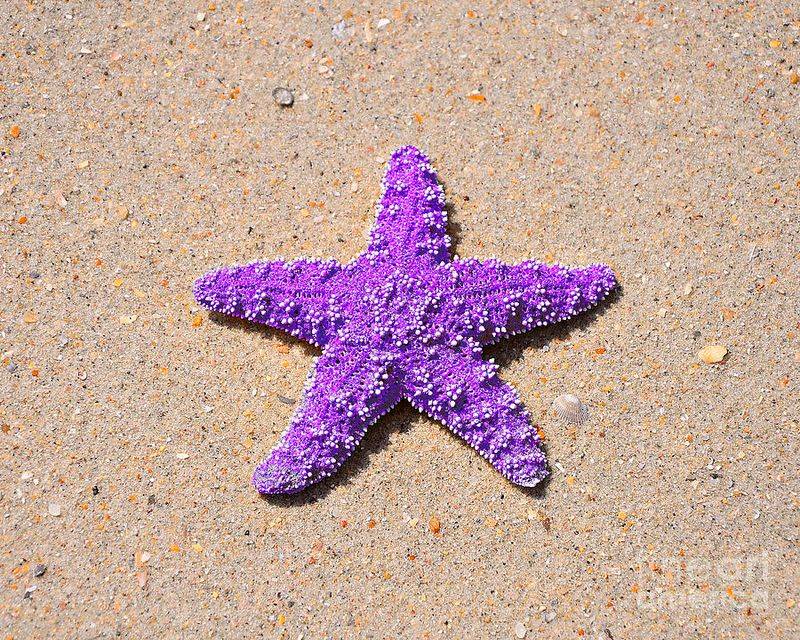 Lavender Starfish