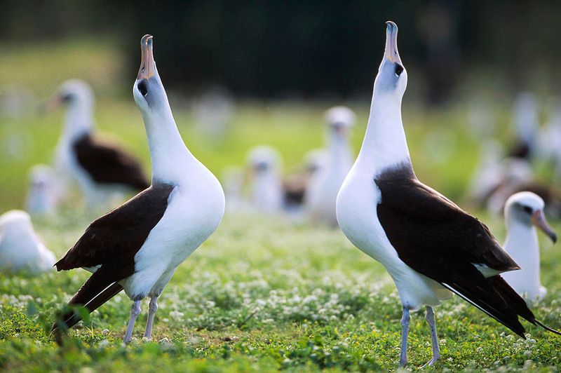 Laysan Albatross