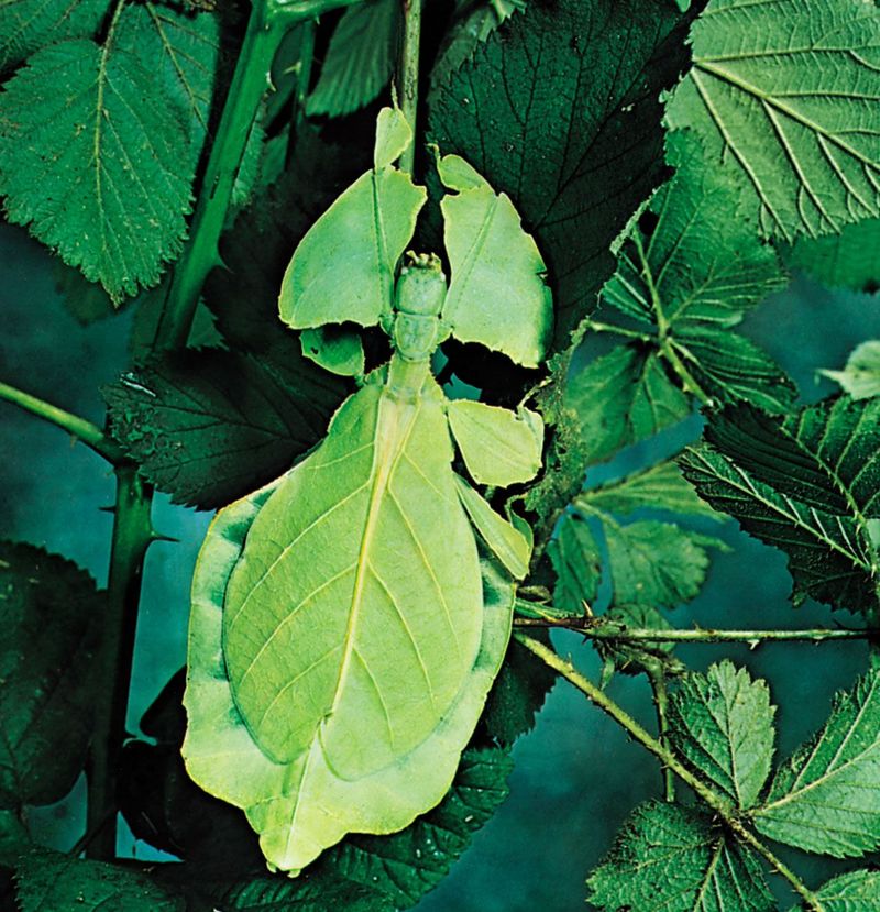 Leaf Insect