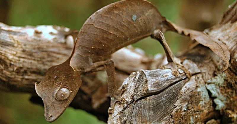 Leaf-Tailed Gecko