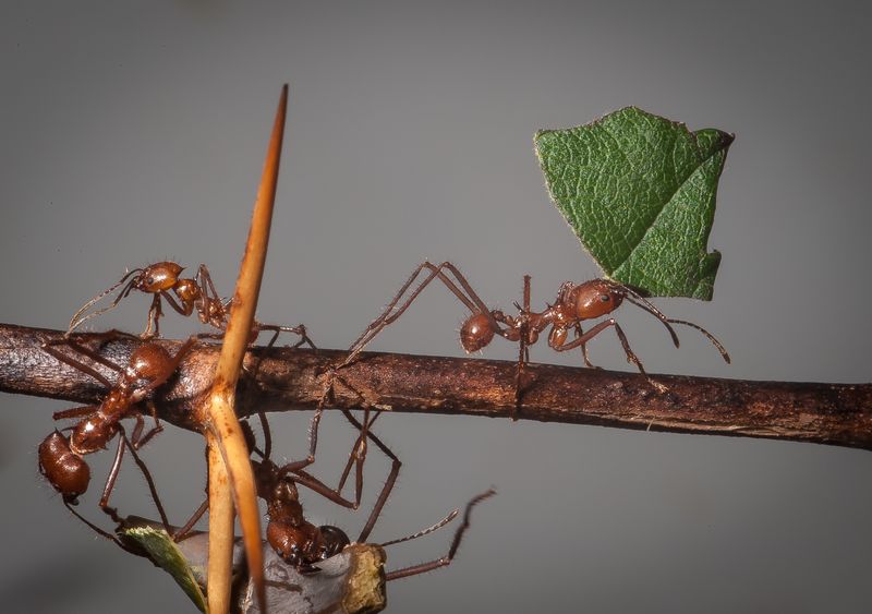 Leafcutter Ants' Farming